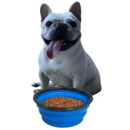 Tigela dobrável de água e comida para animais, viagem de acampamento ao ar livre, pequena tigela de gato, pratos com mosquetão - Image 5