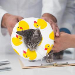 Colar de recuperação de gato | colar de recuperação de animais de estimação macio de proteção ajustável bonito donut elizabeth colar fornecer suporte de pescoço completo - Image 3