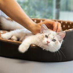 Camas e Móveis para Animais de Estimação, Camas e Móveis, Casas e Casas, Suprimentos para Coisas, Sofá para Gatos, Acessórios para o Lar, Bens - Image 4