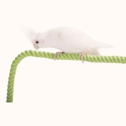 Pássaro corda poleiro dobrável corda algodão carrinho brinquedo papagaio permanente vara gaiola pássaro mastigando escalada brinquedos s/l manter saudável birdsuppli - Image 5