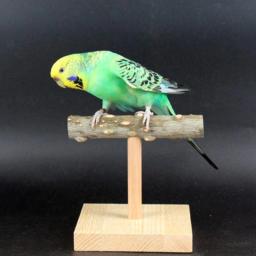 Pássaro poleiro suporte de mesa de madeira natural ramo t-forma barra de formação de moagem brinquedo para cockatiels conures budgies amor aves - Image 4