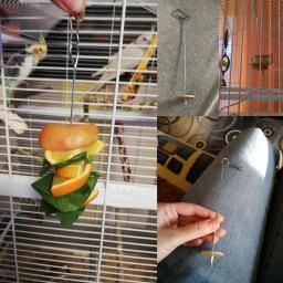 2024 nova alta qualidade pet papagaios pássaros suporte de comida suporte aço inoxidável frutas lança vara carne frutas vegetais espeto - Image 6