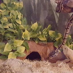 Plantas Répteis com Ventosa, Decoração de Plantas para Anfíbios, Lagarto, Serpente, Videira Escalada, Pet Tank, Decoração do Terrário - Image 6