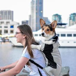 Forte náilon cão portador mochila para pequenos cães médios de alta qualidade respirável ciclismo mochila para viagens ao ar livre pet suprimentos - Image 1