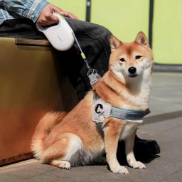 Corda de tração gato e cão, retrações automáticas, controla com segurança a velocidade, Pet Products duráveis, 5m, 8m - Image 5