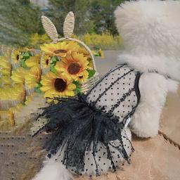 Vestido de princesa para animais, vestidos para cães, colete de pelúcia, saia de gato, roupas chihuahua verão - Image 2