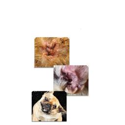 Pet Hair Pucking Powder, Cuidado de limpeza do canal auditivo, Desodorante Universal Ear, Cera para cães e gatos, 42g por garrafa - Image 4