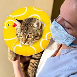 Colar de recuperação de gato | colar de recuperação de animais de estimação macio de proteção ajustável bonito donut elizabeth colar fornecer suporte de pescoço completo - Image 5