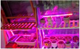 Fita de led para cultivo hidropônico com iluminação de espectro, fita de led com chip 0.5m, 1m, 2m, 3m, 2835, para plantas e flores - Image 6