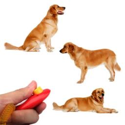 Pulseira para treinamento e agilidade de animais de estimação, 1 peça - Image 2